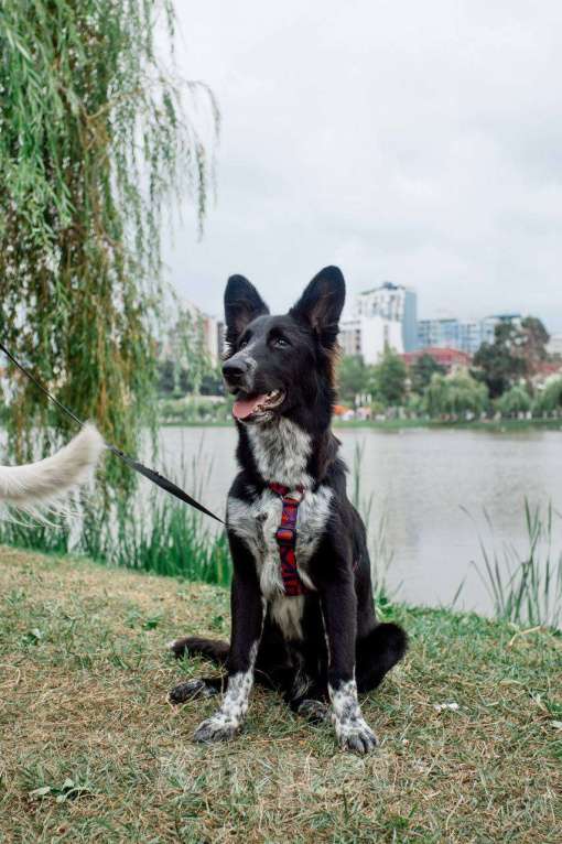Собаки в Москве: ПО спасён в Грузии и ищет дом Мальчик, Бесплатно - фото 1