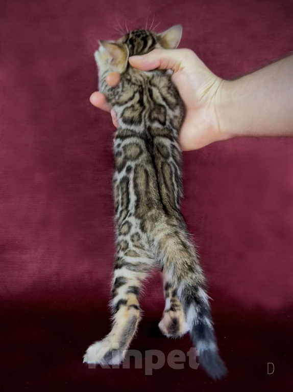 Кошки в Москве: Бенгальский котенок-девочка, питомник ABCats (WCF) Москва Девочка, Бесплатно - фото 5