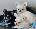 Собаки в Казани: Щенки чихуахуа с родословной Девочка, 45 000 руб. - фото 1