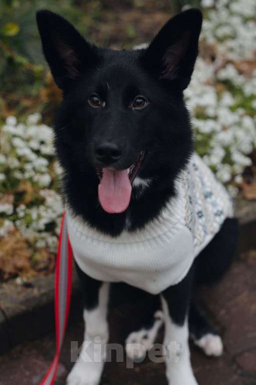 Собаки в Костроме: Бэллочка в поиске дома.  Девочка, Бесплатно - фото 3