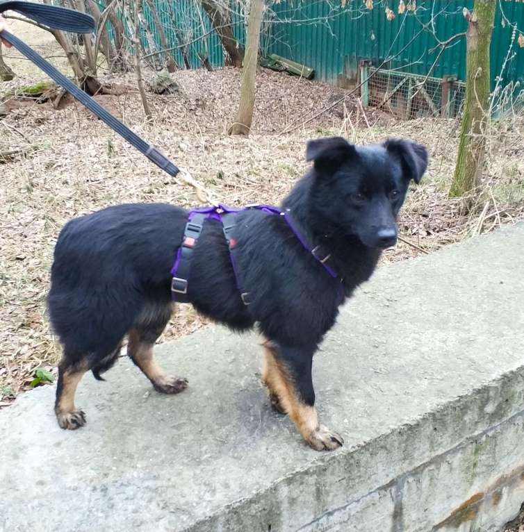 Собаки в Москве: Щенок Чио-Сан (девочка) в добрые руки! Девочка, Бесплатно - фото 4