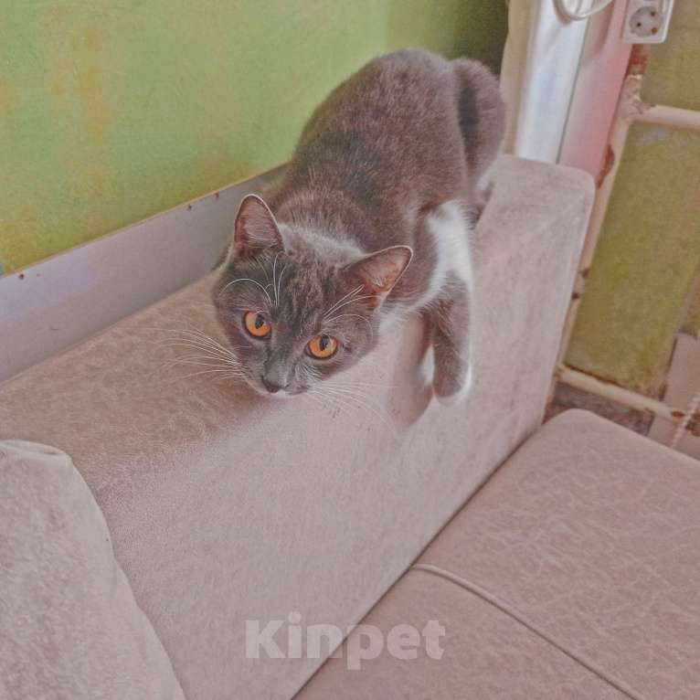 Кошки в Оренбурге: Отдам кошку Девочка, Бесплатно - фото 4