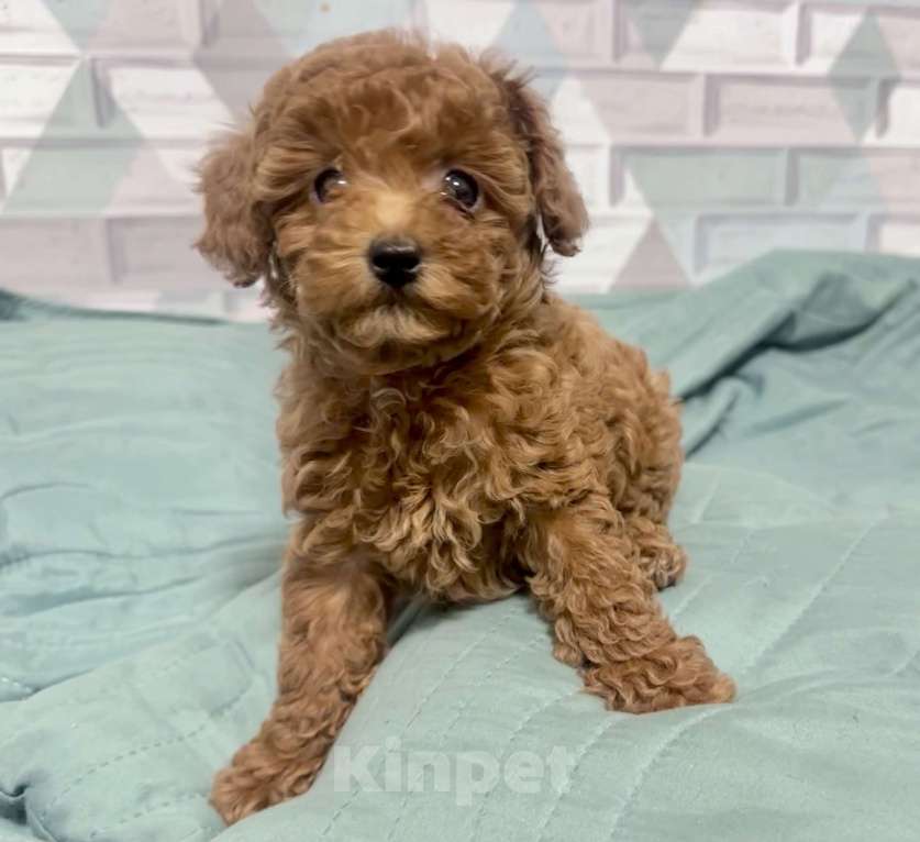 Собаки в Москве: Той -пудель мини ,Тиана Девочка, 150 000 руб. - фото 5