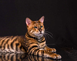 Кошки в Гатчине: Котята породы тойгер Девочка, Бесплатно - фото 1