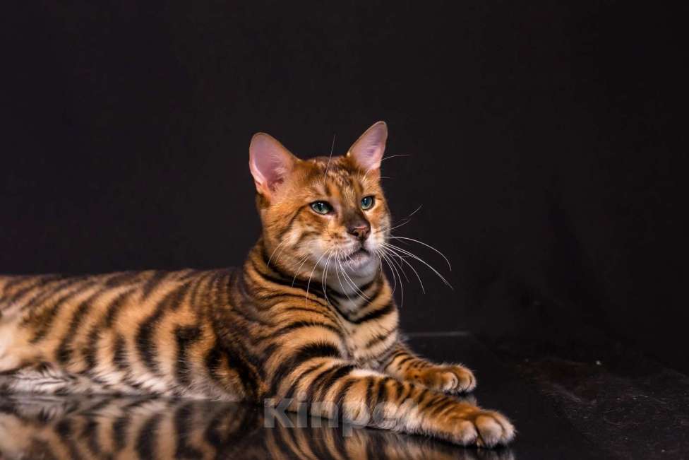 Кошки в Гатчине: Котята породы тойгер Девочка, Бесплатно - фото 1