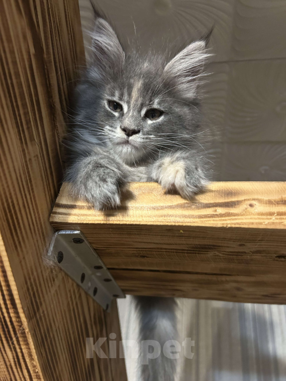 Кошки в Твери: мейн кун от родителей чемпионов породы Девочка, 45 000 руб. - фото 2