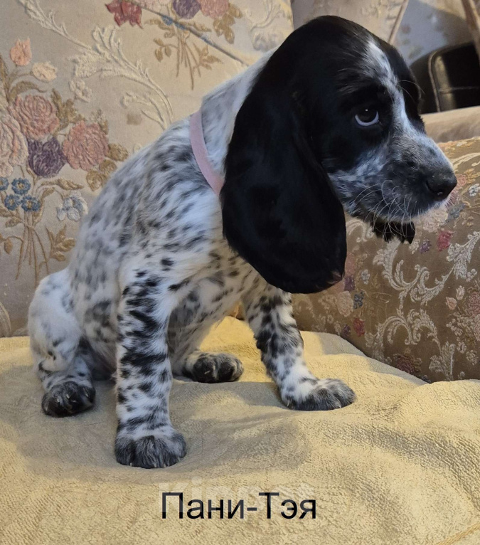 Собаки в Подольске: Щенки русского охотничьего спаниеля Девочка, 65 000 руб. - фото 1