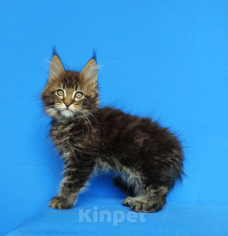 Кошки в Москве: Котёнок Мейн-кун от Чемпионов Мальчик, 60 000 руб. - фото 7