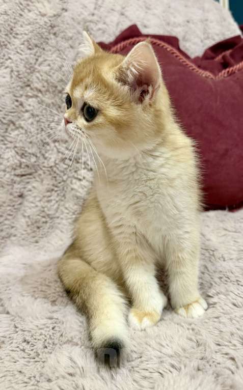 Кошки в Санкт-Петербурге: Шотландский прямоухий котие Мальчик, 50 000 руб. - фото 2