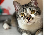 Кошки в Москве: Котенок мальчик Мальчик, Бесплатно - фото 8