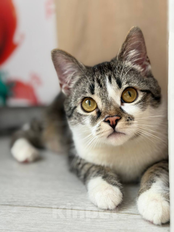 Кошки в Москве: Котенок мальчик Мальчик, Бесплатно - фото 8