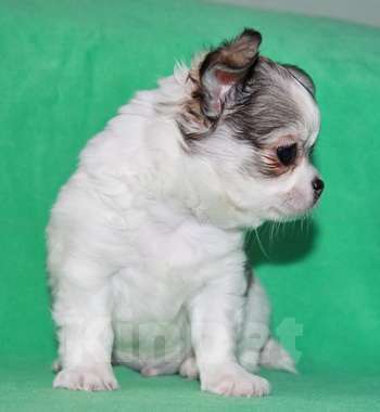 Собаки в Санкт-Петербурге: чихуахуа мальчик Мальчик, 50 000 руб. - фото 3