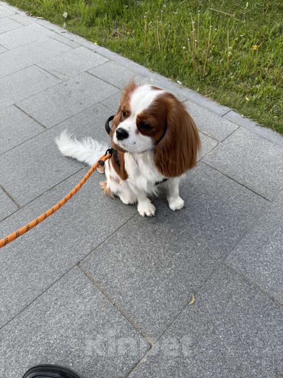 Собаки в Москве: Кавалер Кинг чарльз спаниель Мальчик, 15 000 руб. - фото 5