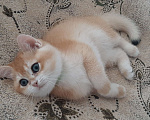 Кошки в Махачкале: Золотой мальчик  Мальчик, 35 000 руб. - фото 6