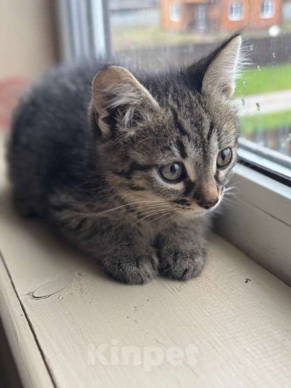 Кошки в Москве: Игривый, любознательный и очень милый малыш Барсик ищет дом. Мальчик, Бесплатно - фото 3
