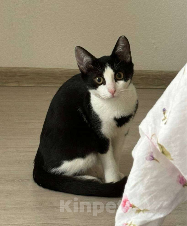 Кошки в Санкт-Петербурге: Котенок Черничка ищет дом Девочка, Бесплатно - фото 4