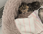 Кошки в Батайске: Котенок шотландский Мальчик, 5 000 руб. - фото 3