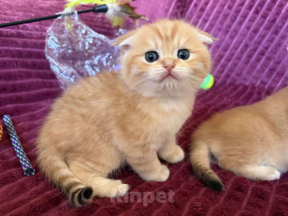 Кошки в Москве: Котик золотая шиншилла табби Мальчик, 30 000 руб. - фото 10