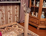 Кошки в Уфе: Котёнок Девочка, Бесплатно - фото 1
