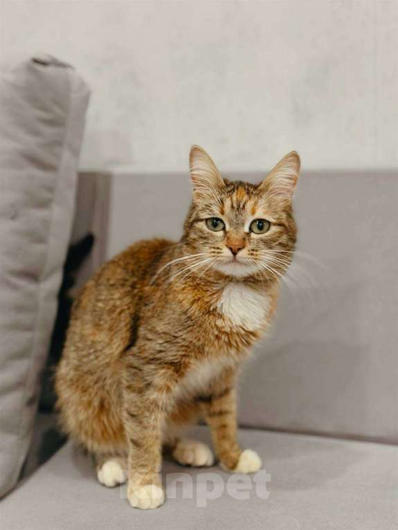 Кошки в Балашихе: Мармеладка Девочка, Бесплатно - фото 2