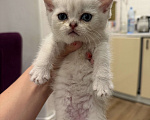 Кошки в Новосибирске: Котята британской шиншиллы Девочка, 13 000 руб. - фото 7