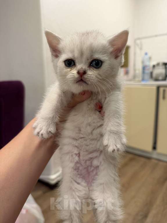 Кошки в Новосибирске: Котята британской шиншиллы Девочка, 13 000 руб. - фото 7