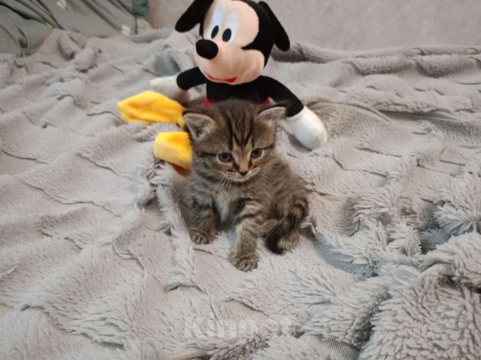 Кошки в Барнауле: Биски Девочка, 25 000 руб. - фото 5