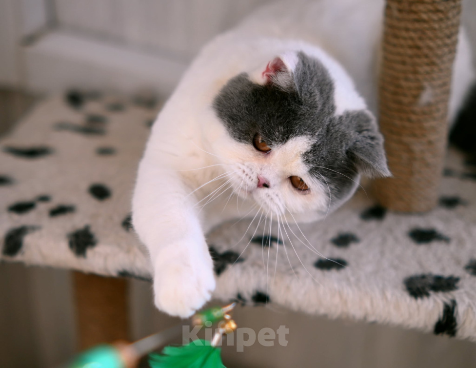 Кошки в Москве: Британский котик в добрые руки Мальчик, Бесплатно - фото 3