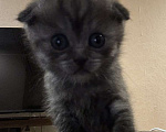 Кошки в Саратове: Шотландские котята Разнополые, 8 000 руб. - фото 2