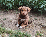 Собаки в Краснодаре: Отдам щенка в добрые руки  Мальчик, Бесплатно - фото 4