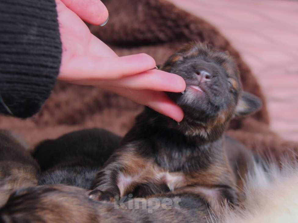 Собаки в Москве: Щенки Монгольского банхара Девочка, Бесплатно - фото 10