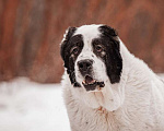 Собаки в Москве: Крупный белый алабай Аякс в добрые руки Мальчик, Бесплатно - фото 3