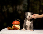Собаки в других городах Московской области: Девочка булли голубая Девочка, 160 000 руб. - фото 1