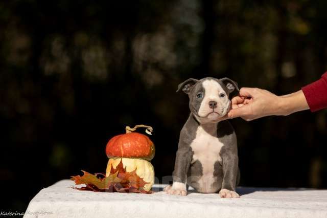 Собаки в других городах Московской области: Девочка булли голубая Девочка, 160 000 руб. - фото 1