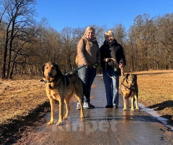 Собаки в Санкт-Петербурге: Верные и преданые товарищи-собаки ищут дом Разнополые, Бесплатно - фото 1