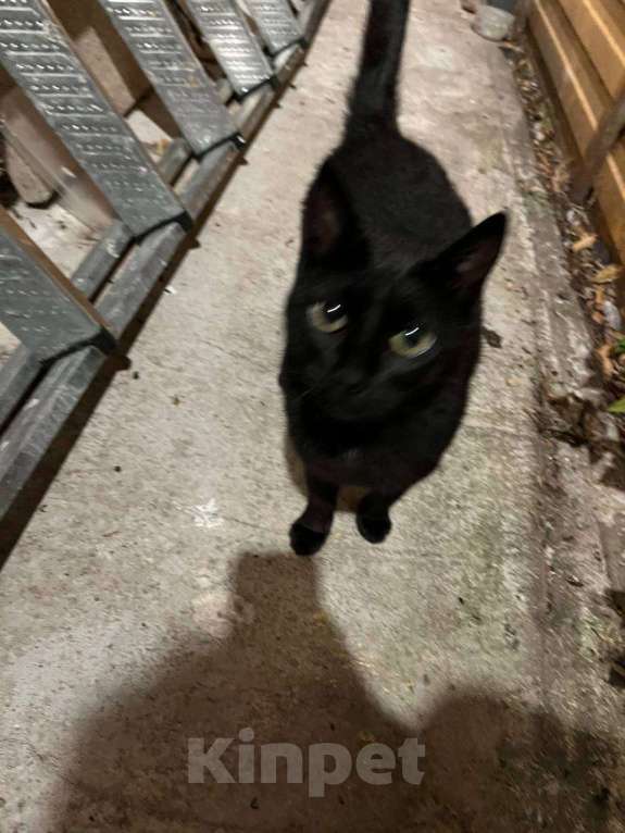 Кошки в Москве: Черничка ищет дом Девочка, Бесплатно - фото 4