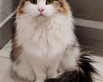 Кошки в Москве: Марта - роскошная кошка с рысьими кисточками Девочка, Бесплатно - фото 2