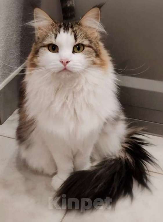 Кошки в Москве: Марта - роскошная кошка с рысьими кисточками Девочка, Бесплатно - фото 2