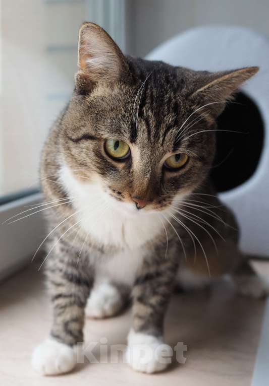 Кошки в Москве: Урчик ищет дом Мальчик, Бесплатно - фото 3