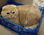 Кошки в Симферополе: Кот на вязку, 3 000 руб. - фото 1