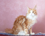 Кошки в Москве: Котята Мейн Кун, 2 000 руб. - фото 8