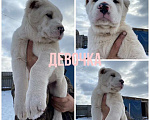 Собаки в Бузулуке: Щенки САО (волкодав) Мальчик, 10 000 руб. - фото 6