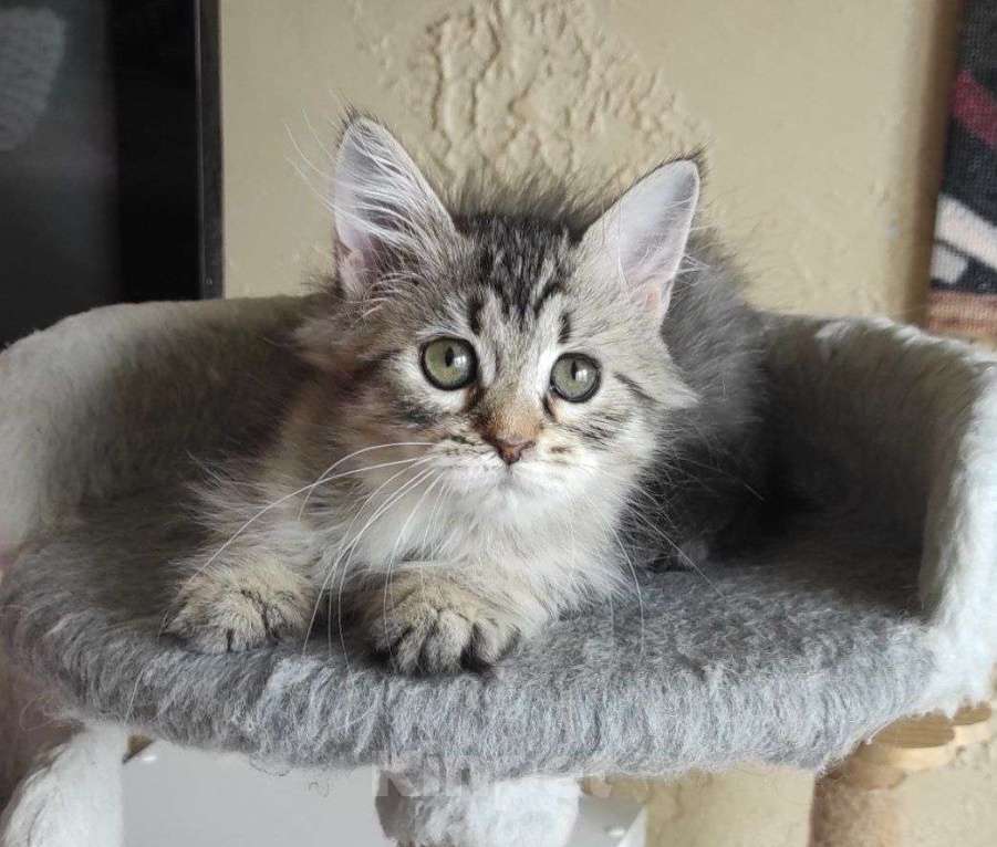 Кошки в Новосибирске: Jemka Девочка, 50 000 руб. - фото 7