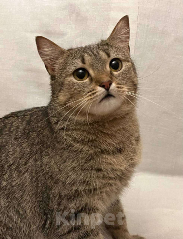 Кошки в Москве: Кошечке Марфе нужен дом Девочка, Бесплатно - фото 1