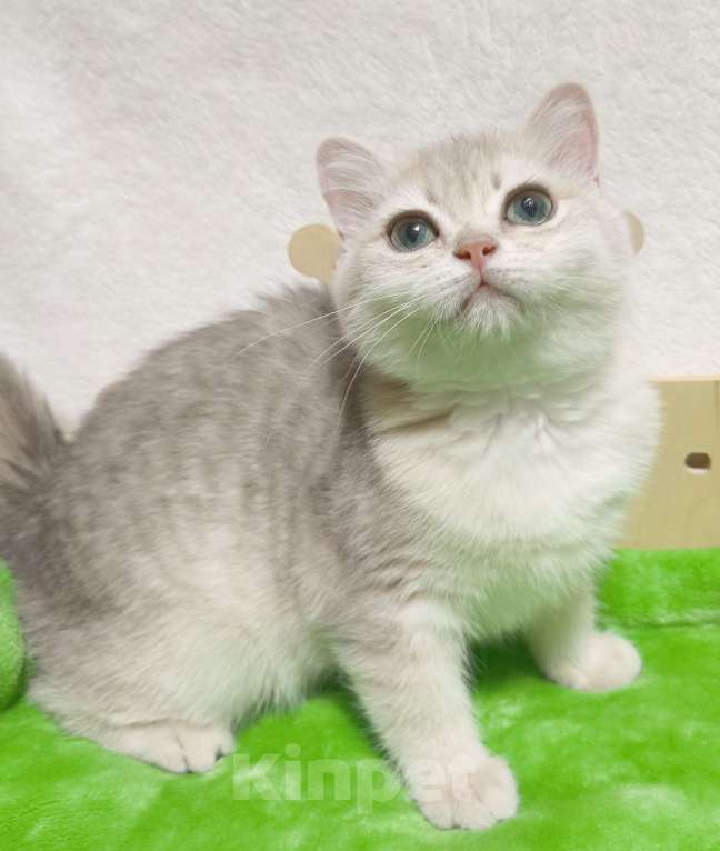 Кошки в Москве: Голубая золотая шиншилла Девочка, 40 000 руб. - фото 3