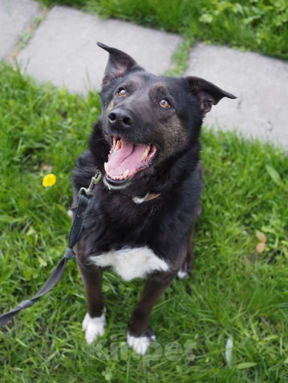 Собаки в Москве: Чудесная Джульетта в потсках дома Девочка, Бесплатно - фото 1