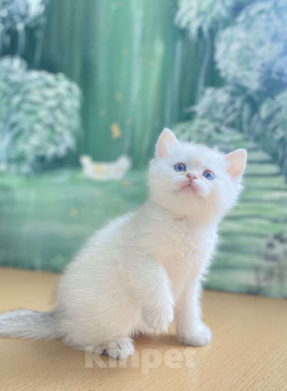 Кошки в Москве: Шотландский котенок Мальчик, 20 000 руб. - фото 2