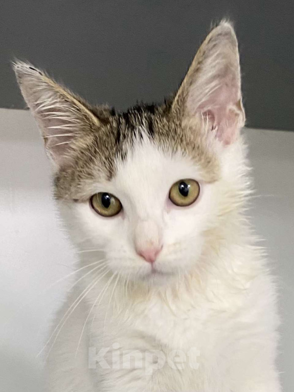 Кошки в Москве: Котенок-подросток в шапочке в добрые руки Мальчик, Бесплатно - фото 9