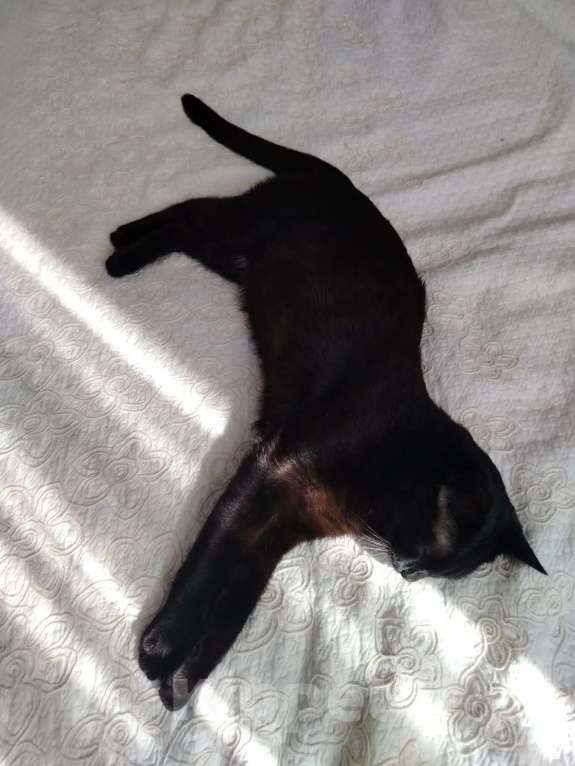 Кошки в Москве: Котик в добрые руки Мальчик, 1 000 руб. - фото 2