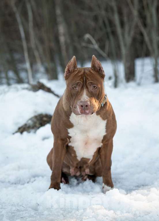 Собаки в Москве: Молодой питбуль шоколадного окраса Паула в добрые руки Девочка, 1 руб. - фото 2